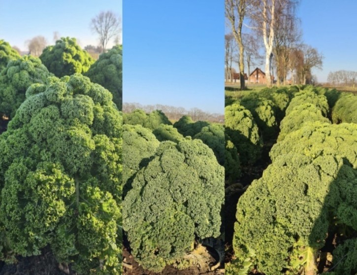 Frischer Grünkohl von Obst Bothe