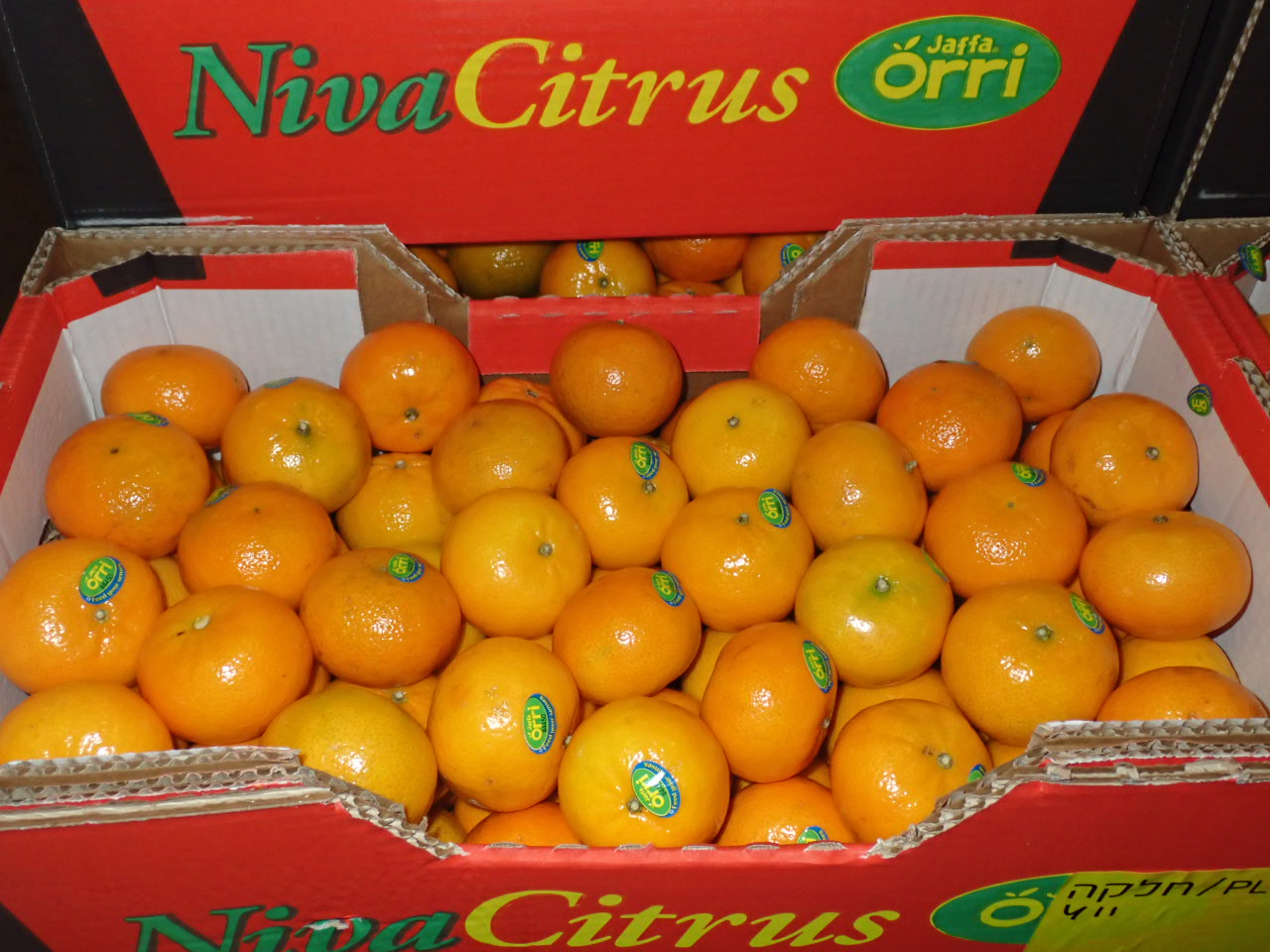 Kiste voller frischer Orri Mandarinen